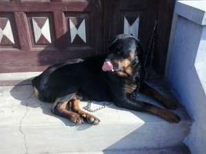 vand catea rottweiler