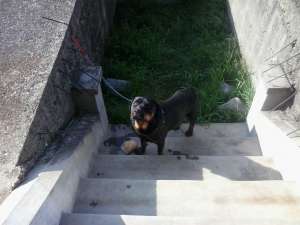 vand catea rottweiler