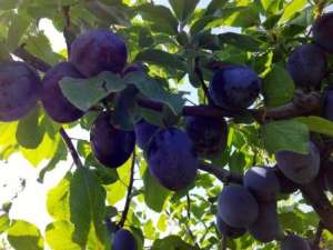 Vand prune calitate superioara