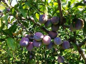 Vand prune calitate superioara