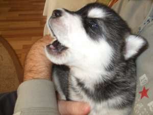 Pui De Husky Siberian