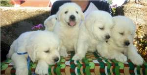 Puiuti Golden Retriever de vanzare