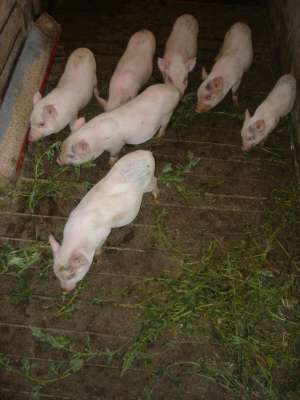 Vand Porci VIETNAMEZI