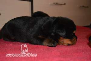 pui rottweiler - calitate show !!!