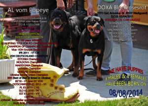 pui rottweiler - calitate show !!!