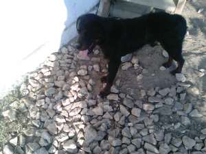 Vand Rottweiler (16 luni - Mascul)