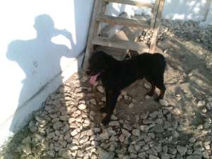 Vand Rottweiler (16 luni - Mascul)