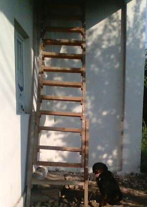 Vand Rottweiler (16 luni - Mascul)
