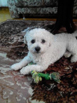 Monta  Bichon Bolognese