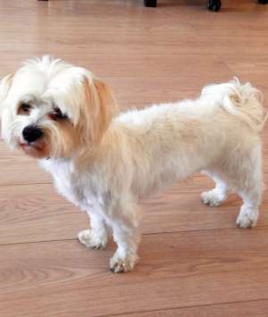GASIT BICHON MALTEZ ALB