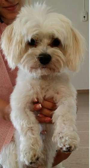 GASIT BICHON MALTEZ ALB