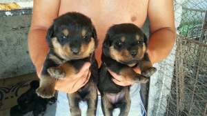 Pui Rottweiler