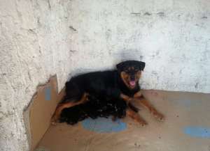 Pui Rottweiler