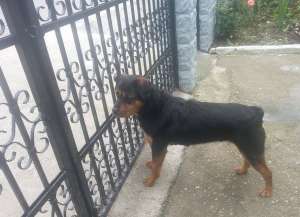 Pui Rottweiler