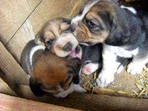 Vand pui beagle