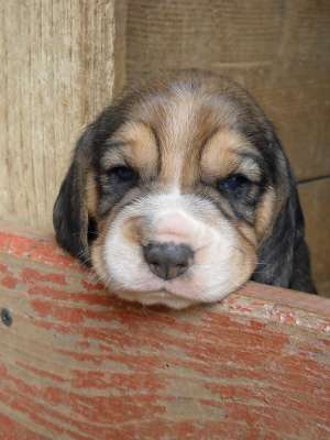 Vand pui beagle