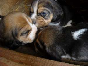 Vand pui beagle