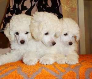 VAND CAINI POODLE BUCURESTI