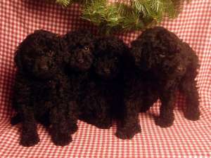 VAND CAINI POODLE BUCURESTI