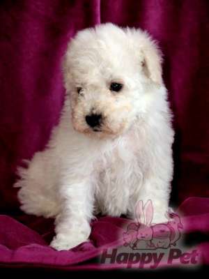 VAND CAINI POODLE BUCURESTI