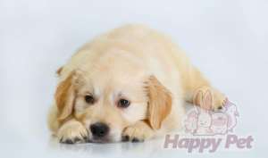 VAND CAINI GOLDEN RETRIEVER BUCURESTI IASI ORADEA BRASOV