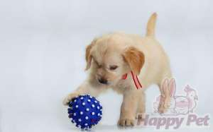 VAND CAINI GOLDEN RETRIEVER BUCURESTI IASI ORADEA BRASOV