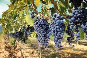 Vand Struguri de Masa si Vin