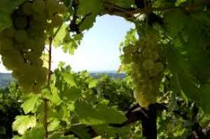Vand Struguri de Masa si Vin