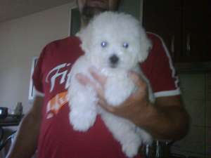 catei bichon bolognese si maltese