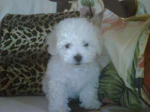 catei bichon bolognese si maltese