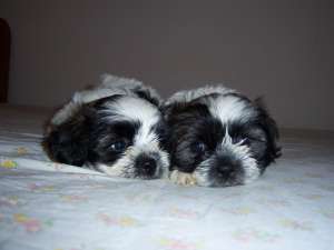 Pui shis tzu