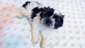 Pui shis tzu