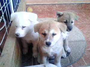 vand catei akita inu