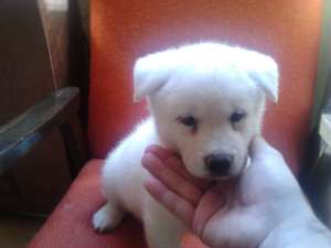 vand catei akita inu