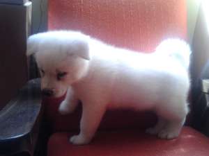 vand catei akita inu