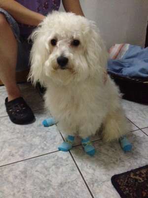 CAUT FETITA BICHON BOLOGNESE PENTRU BAIETELUL MEU BICHON BOLOGNESE!