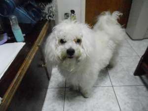 CAUT FETITA BICHON BOLOGNESE PENTRU BAIETELUL MEU BICHON BOLOGNESE!