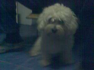 pierdut bichon maltez