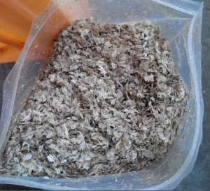 Vand seminte de Paulownia