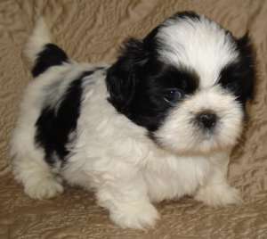 Pui Shih Tzu