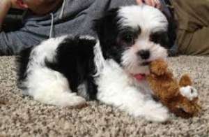 Pui Shih Tzu