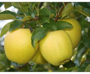 pomi frcutiferi