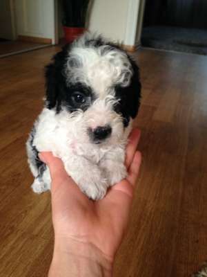 Pui de caniche