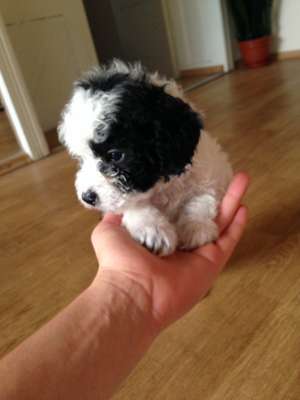 Pui de caniche