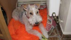 Pierdut Fox-Terrier Brasov Zona Tractoru Oltet