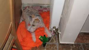 Pierdut Fox-Terrier Brasov Zona Tractoru Oltet