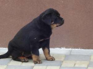 Vand puii Rottwaeilwr cu adevarat deosebiti