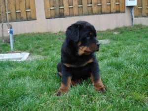 Vand puii Rottwaeilwr cu adevarat deosebiti