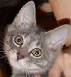 pisicuta de la mama Chartreux