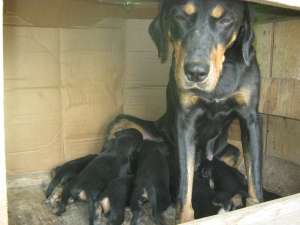 catei copoi ardelenesc